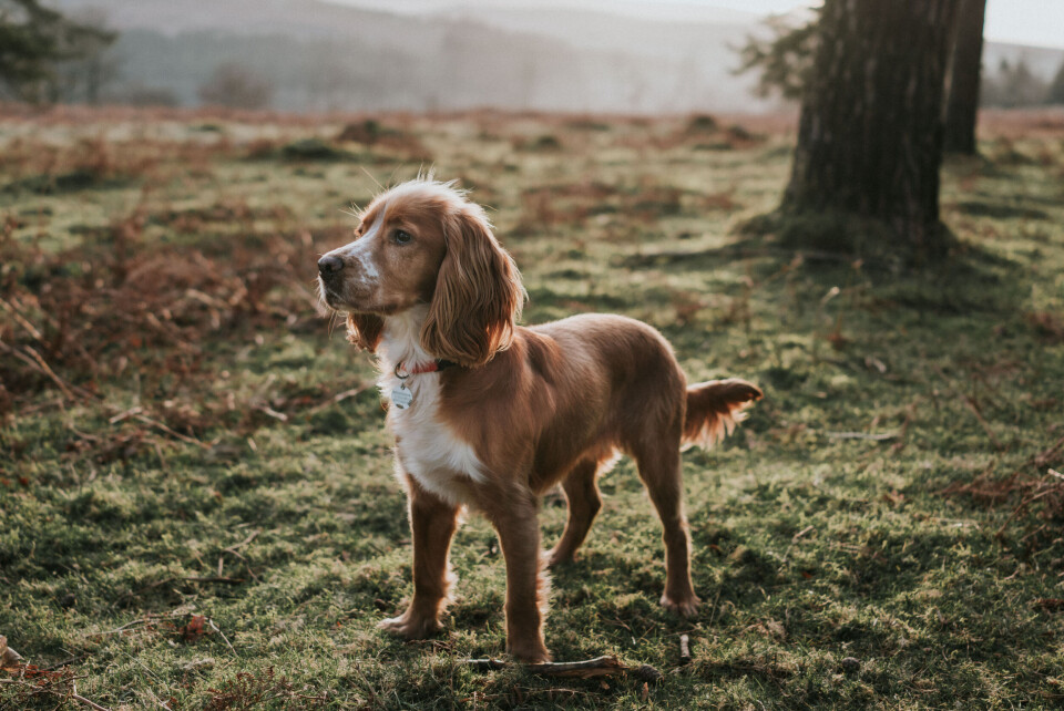 Engelsk Cocker Spaniel