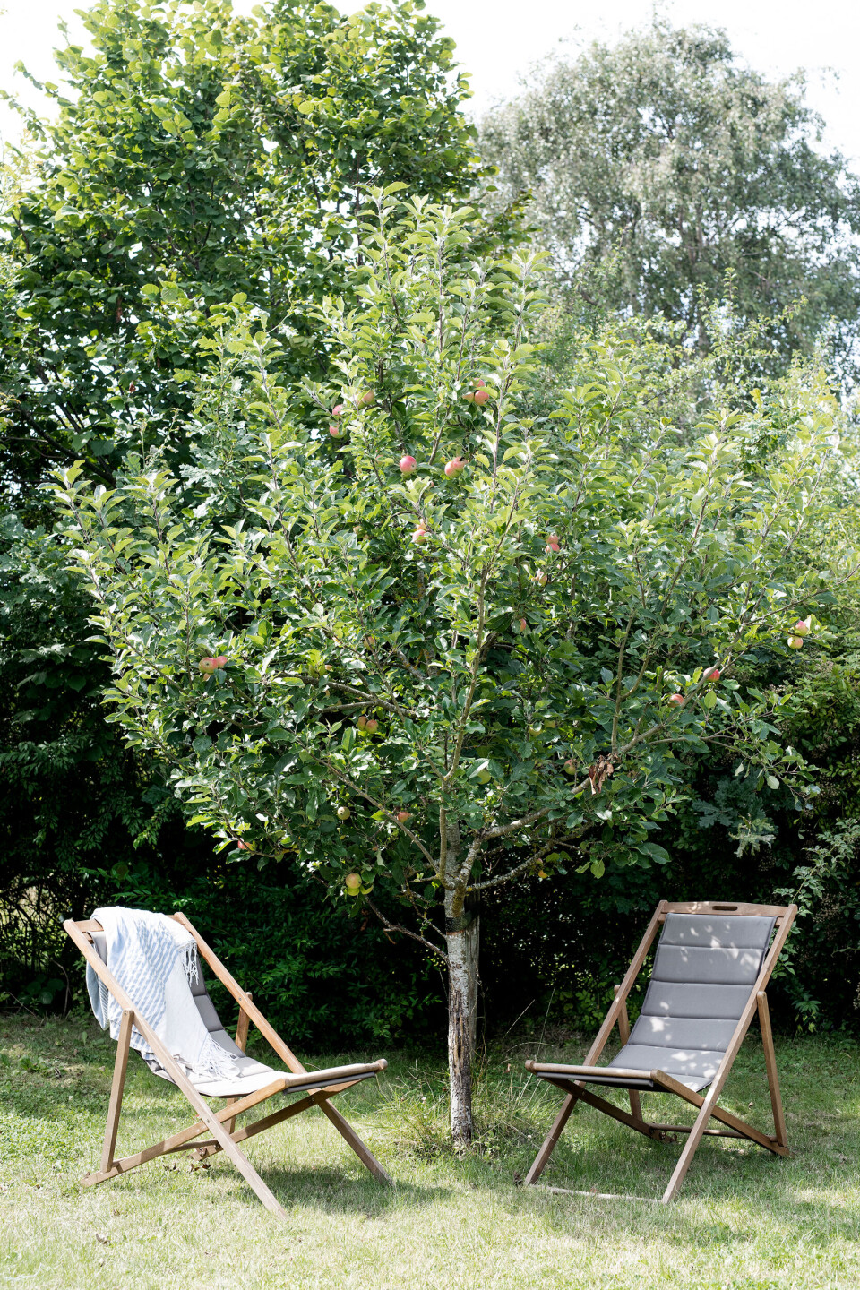 sommerhus-vejby-aebletrae.jpg