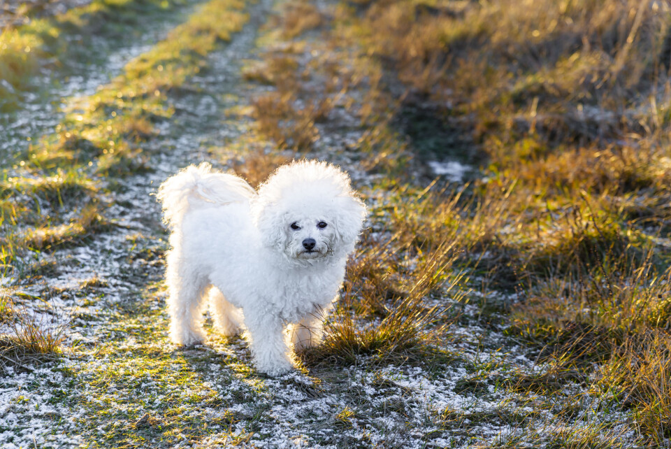 Bichon Frisé
