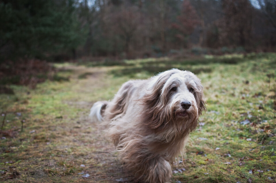 Bearded collie