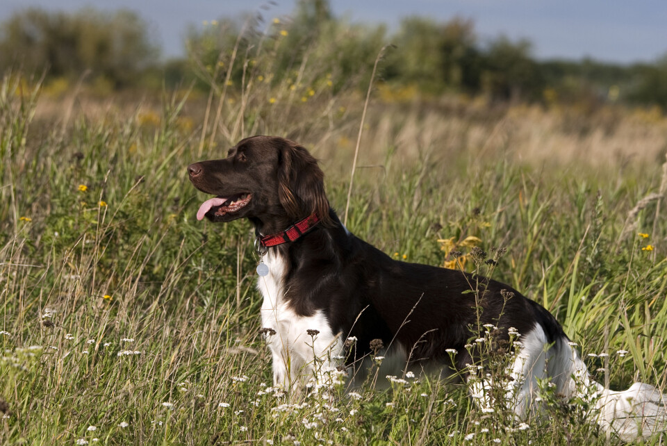 Kleiner Münsterländer