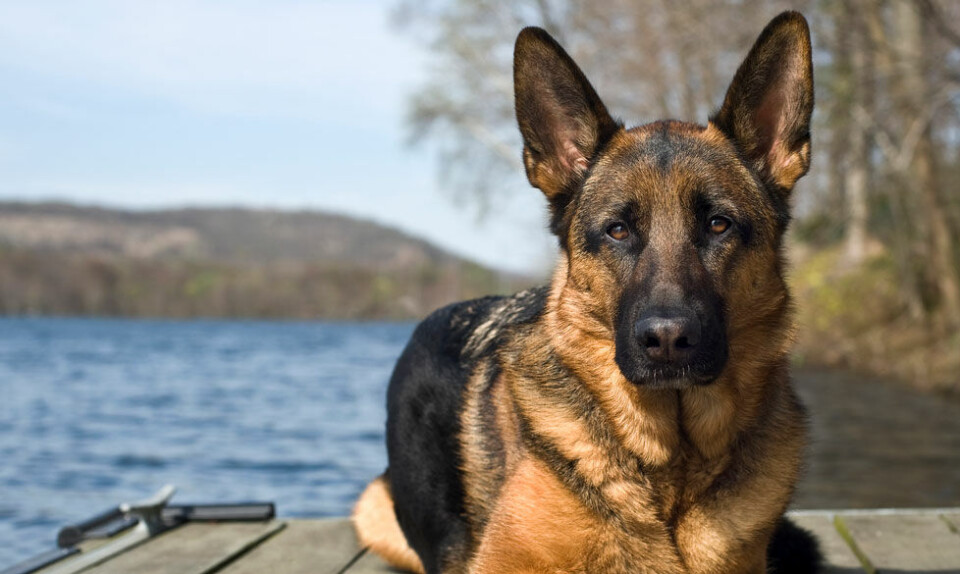 Schæferhund