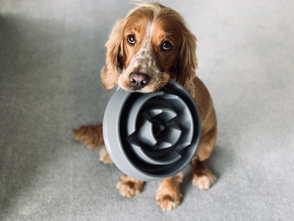 Spaniel