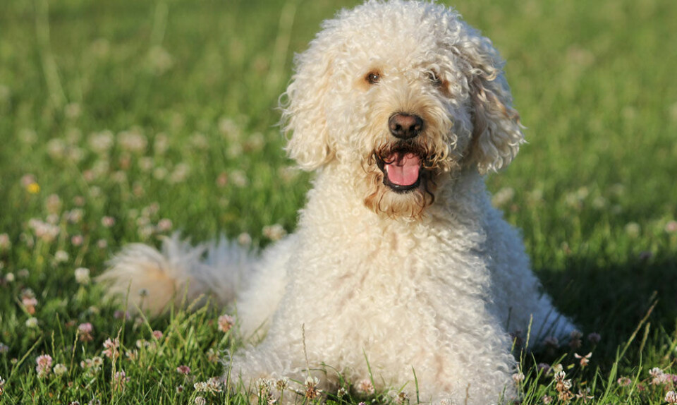 Labradoodle