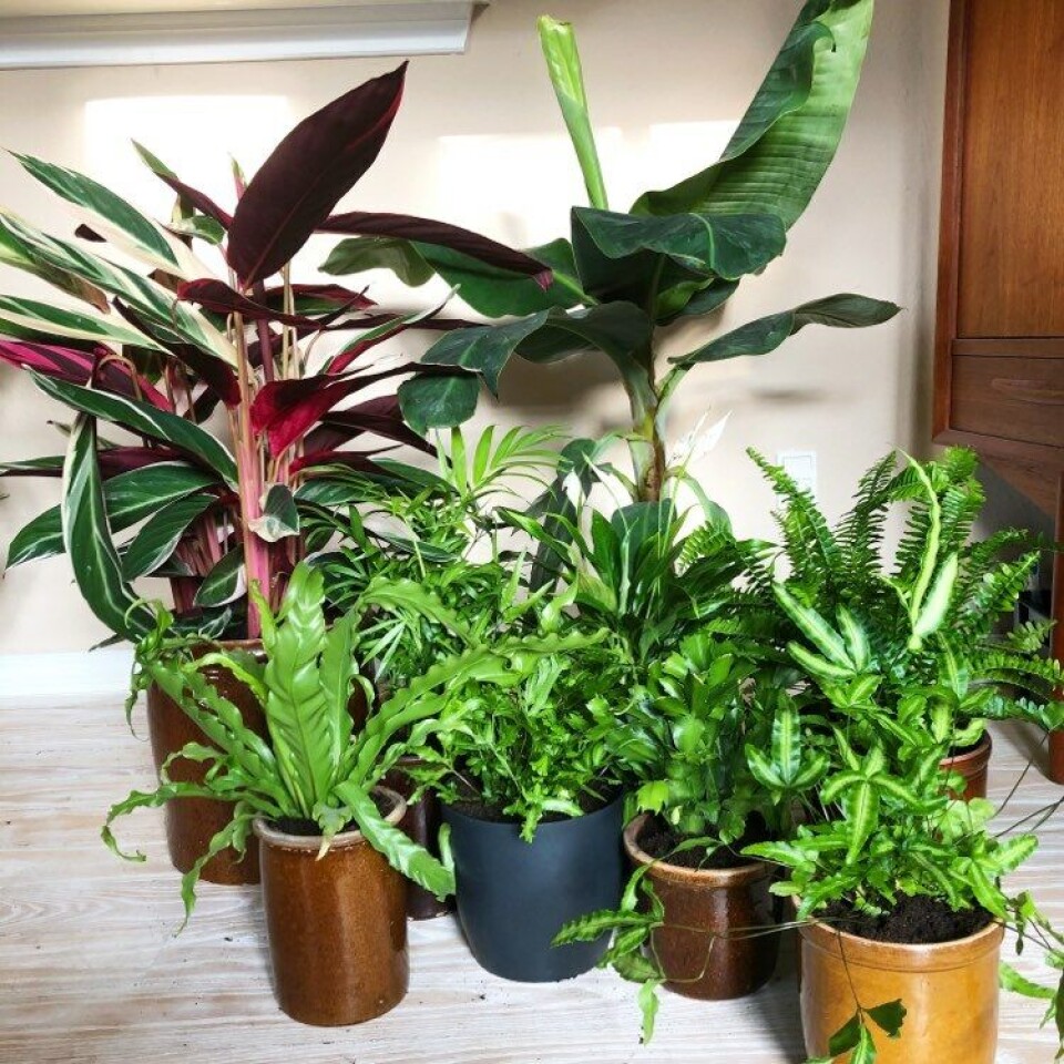 Mange planter