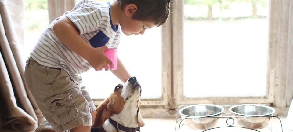 Kæledyr til børn: Hund, hamster - eller ingenting?