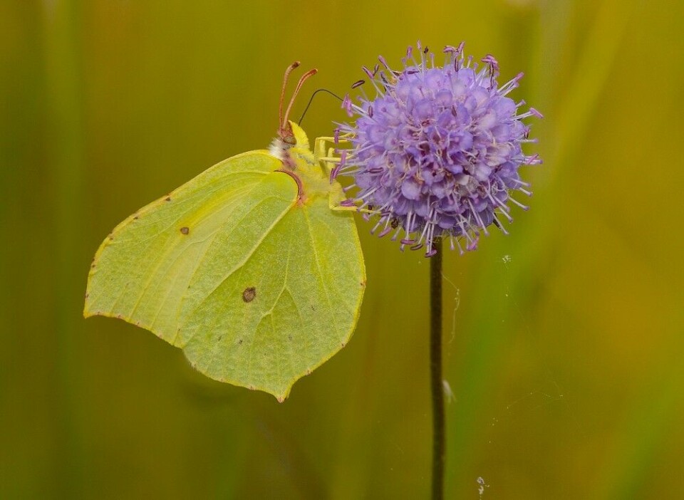 Citronsommerfugl