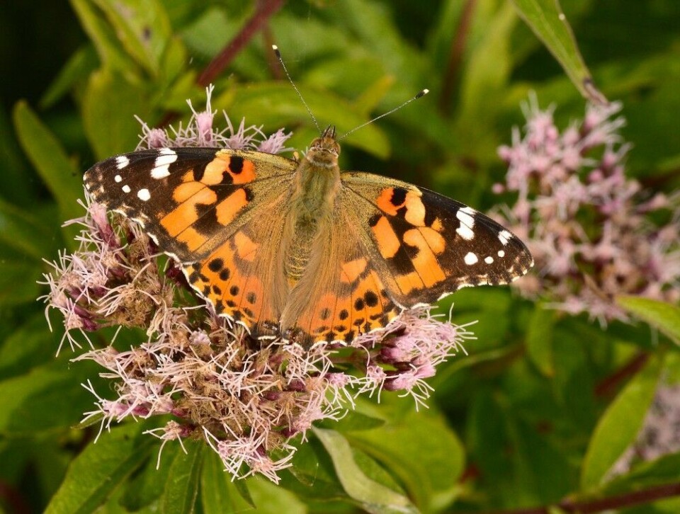 Tidselsommerfugl