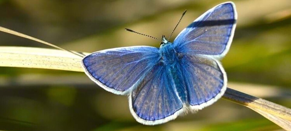 11 fine danske sommerfugle, du kan spotte i haven