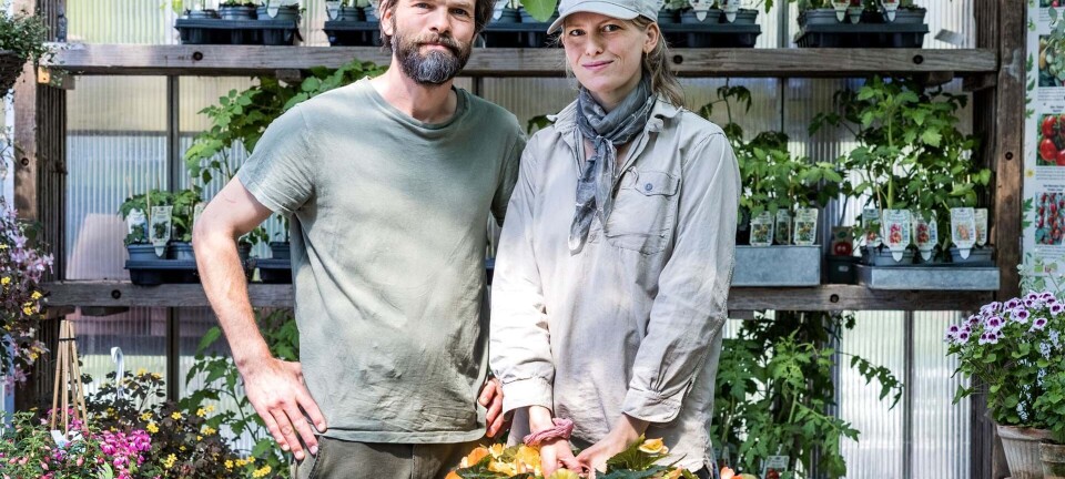 Storbyens hyggeligste planteskole: Find roen hos Gry og Peter