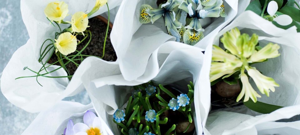 8 løg du kan plante ud efter blomstring