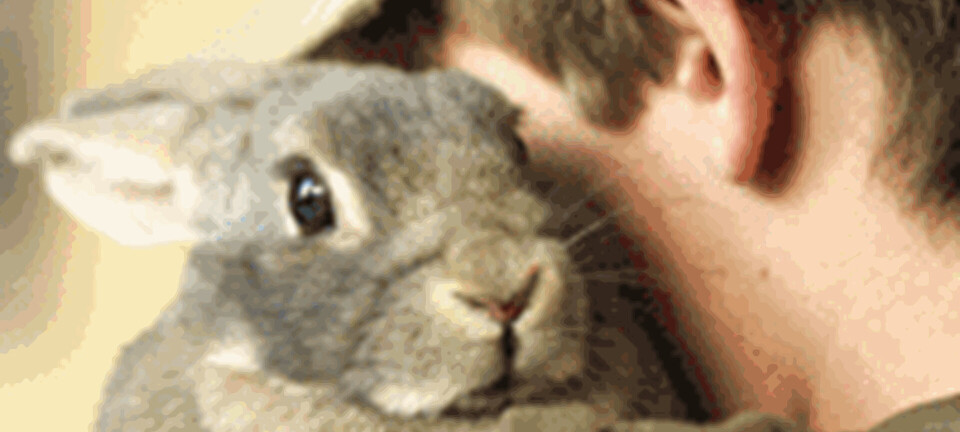 Dilemma: Skal kæledyrene dø, når børnene ikke gider dem længere?