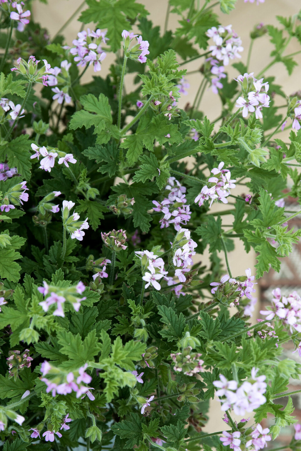 planter til soveværelset duftpelargonie