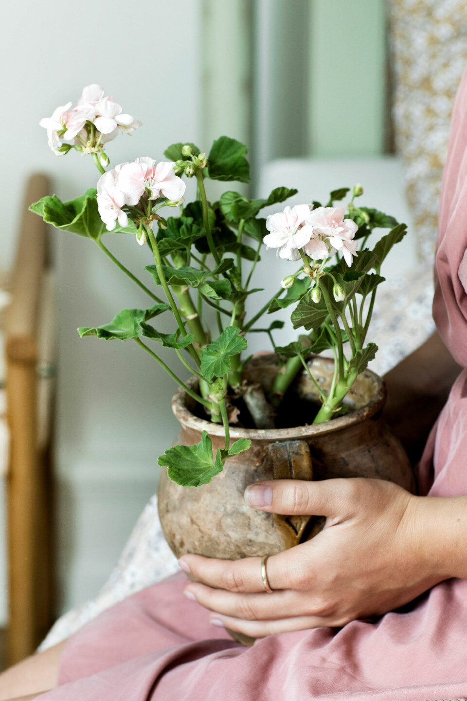 planter til soveværelset pelargonie
