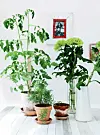 Planter.jpg