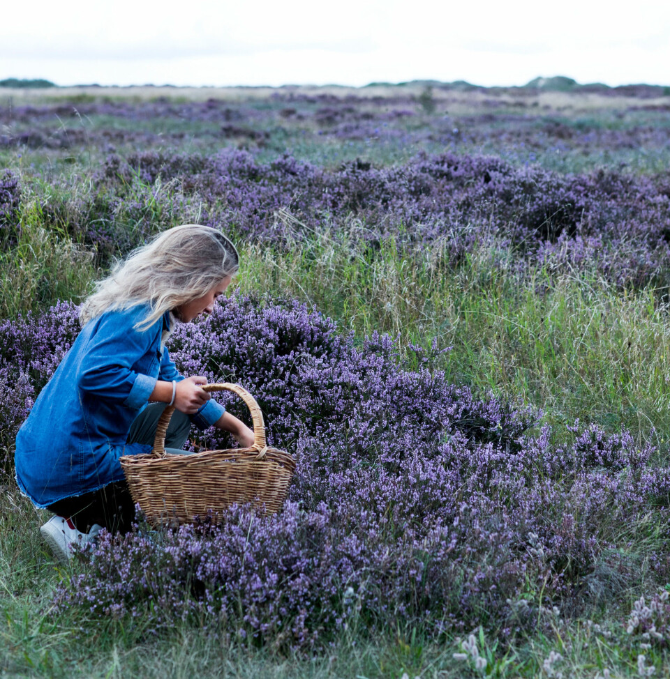 Hedelyng dækker ofte større arealer, og det er et betagende syn, når alle de violette blomster står i fuldt flor.