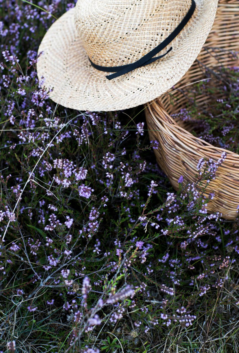 Det er hyggeligt og helt utrolig dekorativt at fylde en lille pilekurv med skønne lyngblomster