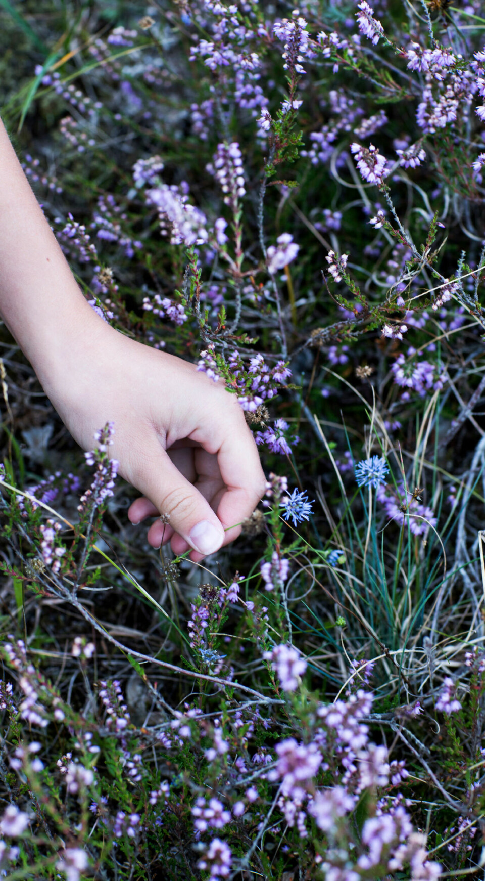 Her er det en lille blåmunk.