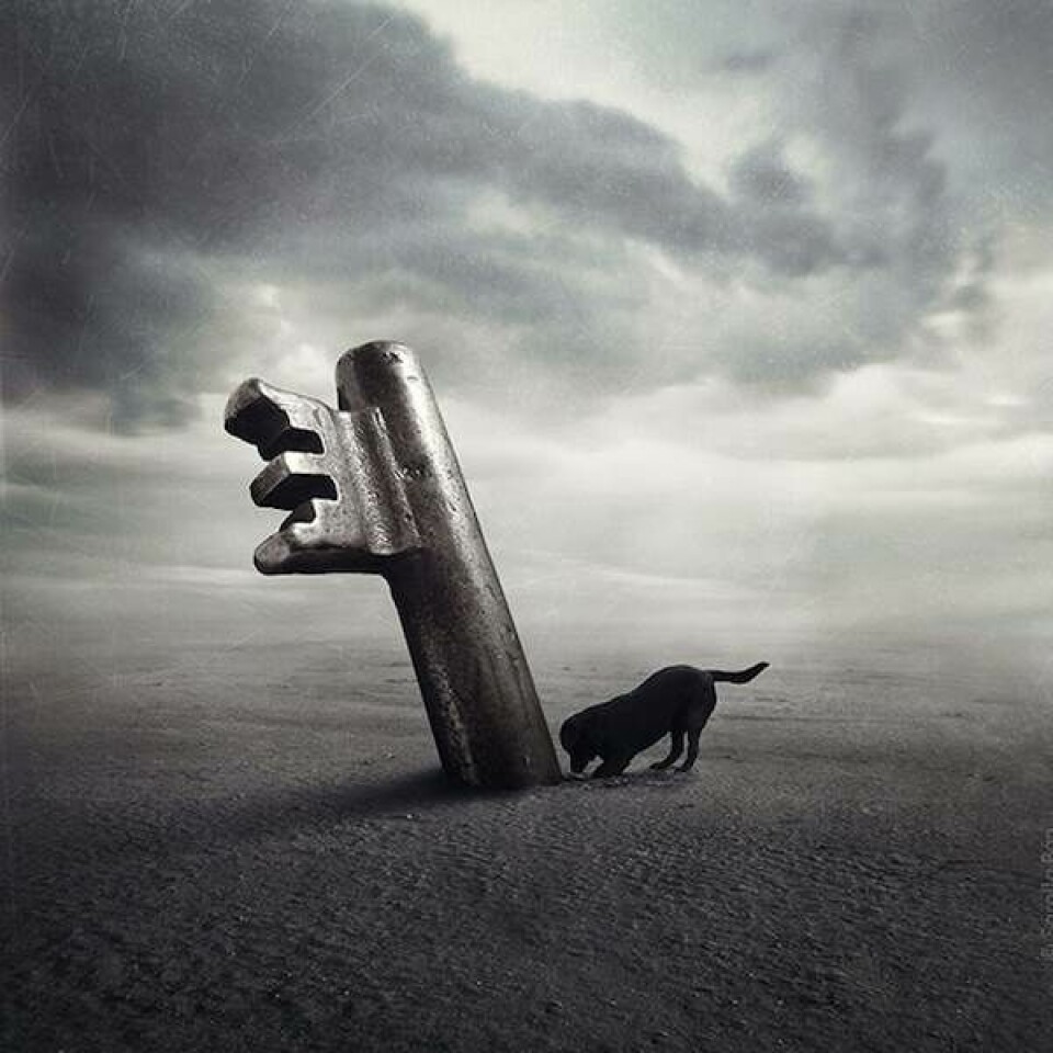 Fantastisk fotokunstner hjælper herreløse hunde med at finde nye hjem