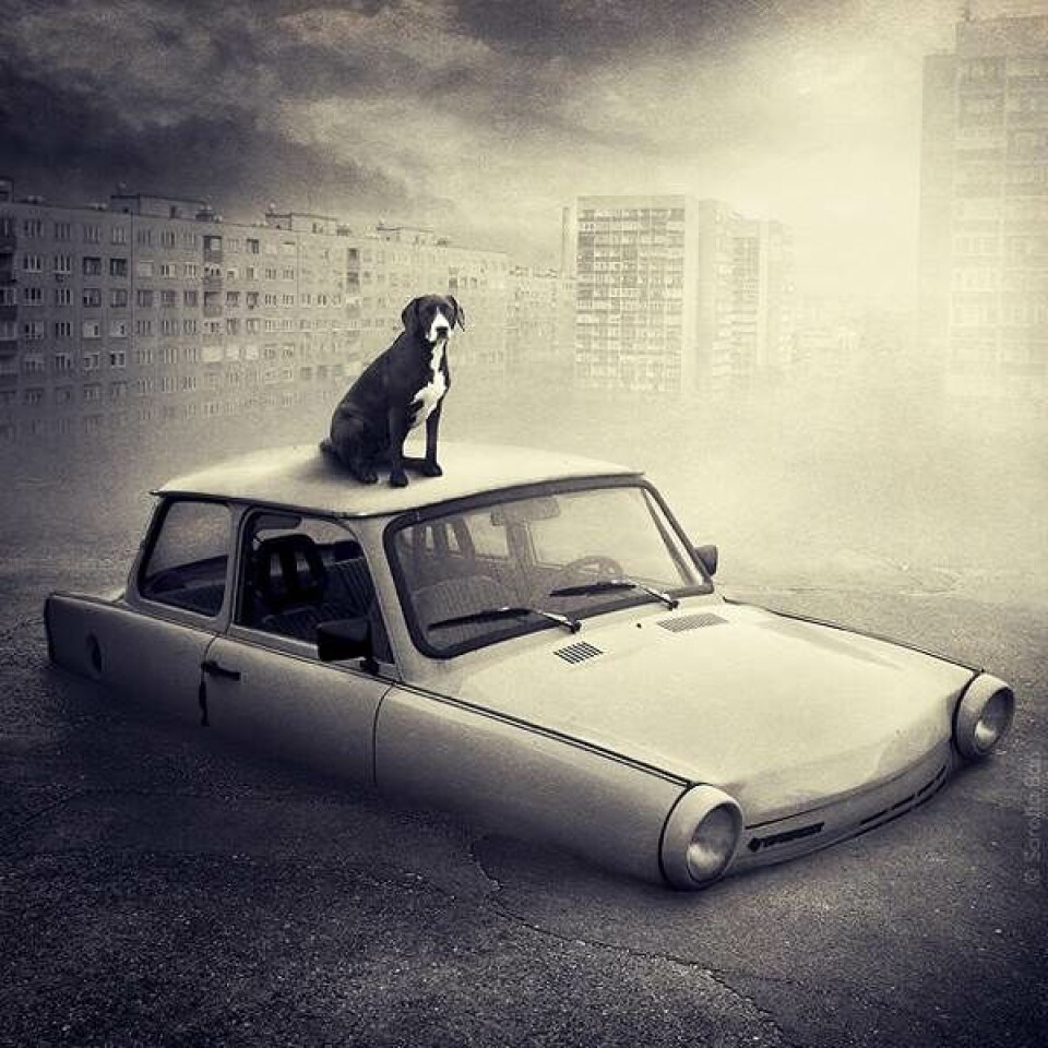 Fantastisk fotokunstner hjælper herreløse hunde med at finde nye hjem