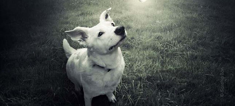 Fantastisk fotokunstner hjælper herreløse hunde med at finde nye hjem