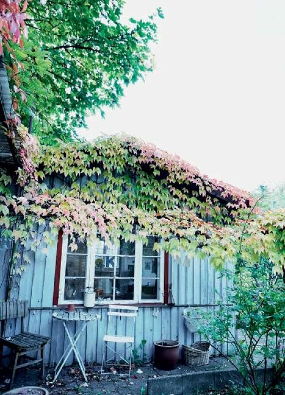 Efterår i Olgas kolonihavehus