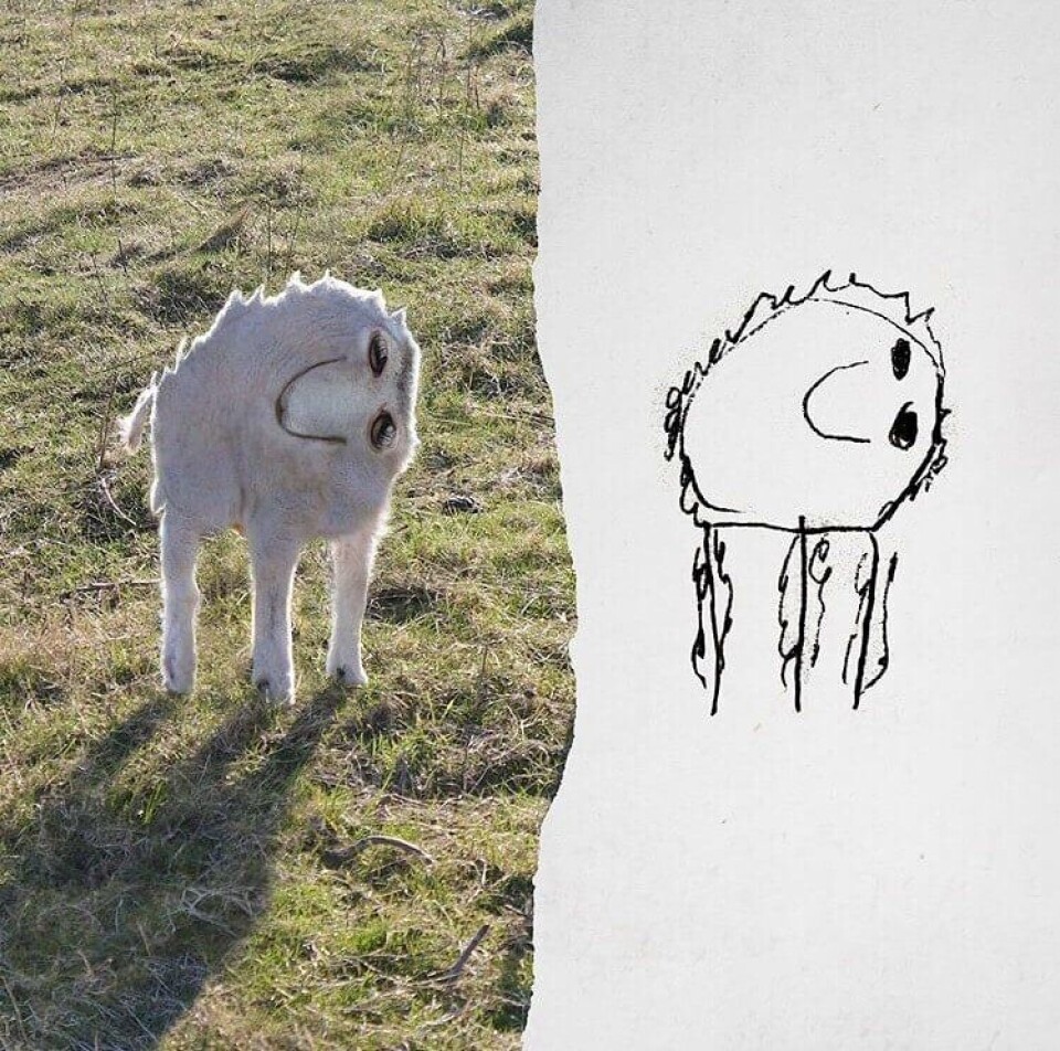 Får.jpg