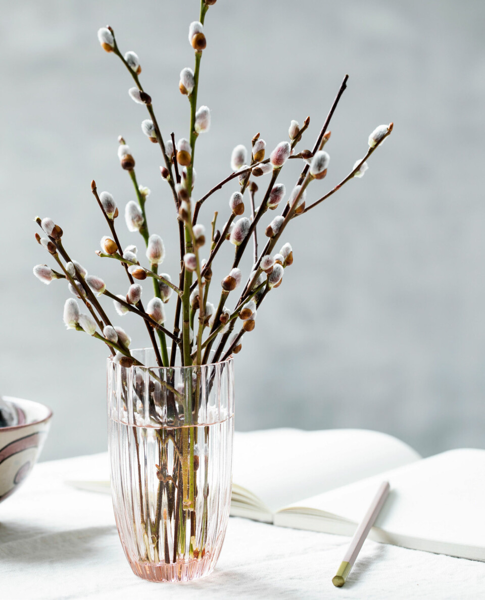 Forår på spring: Sådan får du grenene til at blomstre