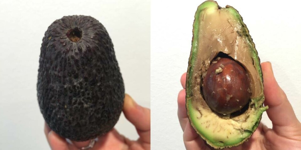 Dette lille trick kan hjælpe dig til at vælge den perfekte avocado