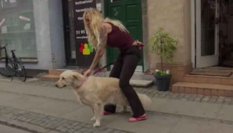 Hunden Jytte fra 'Familien fra Bryggen'. (Foto: TV3)