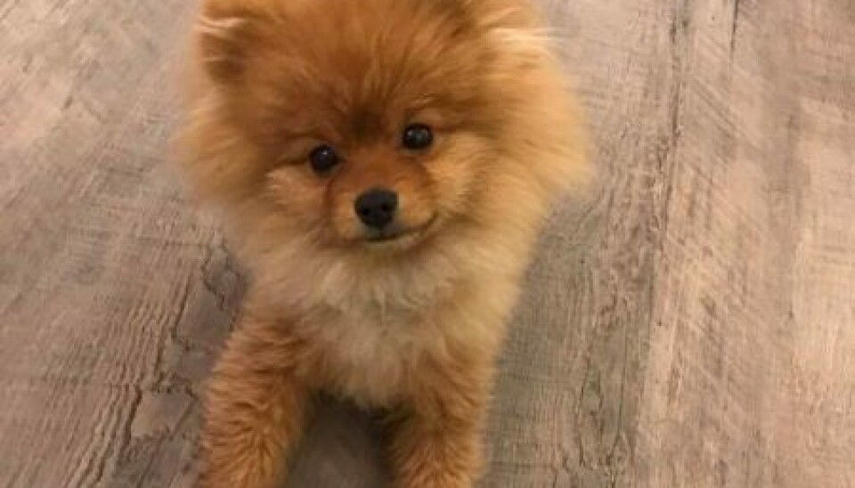 Her ses lille Teddy (Foto: Privat)