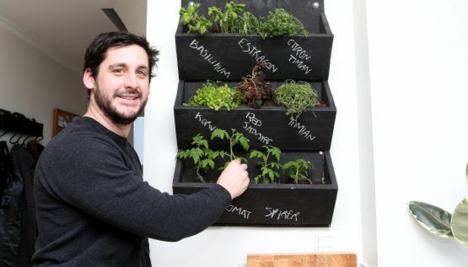 Hylden med krydderier er hjemmelavet og i den har Todd et par af sine mange tomatplanter, som han går og eksperimenterer med. (Foto: Niels Henrik Dam)