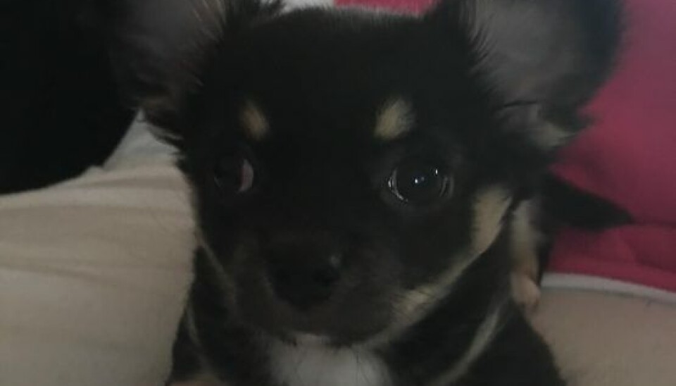 Gizmo (Foto: Privat)