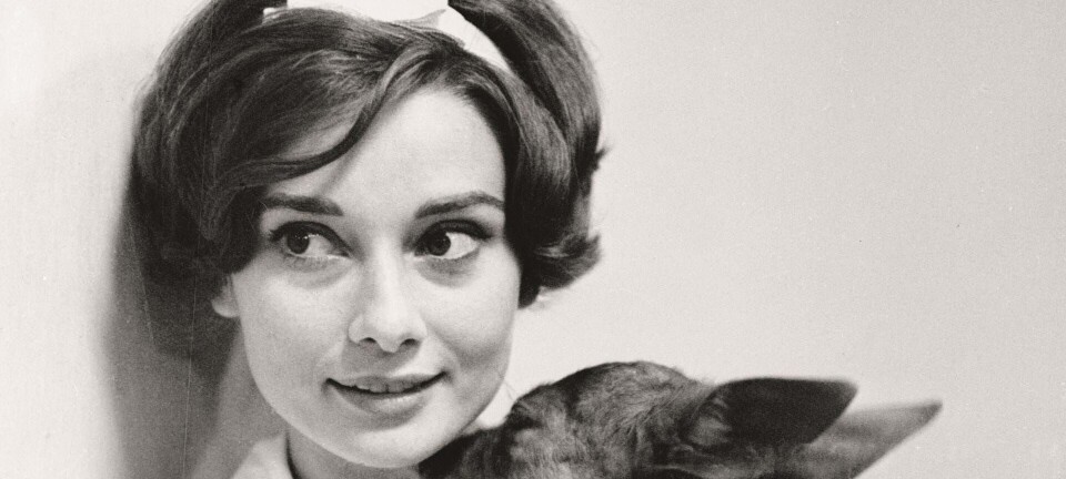 Er Paris Hiltons chihuahua-æra blevet gjort til skamme?