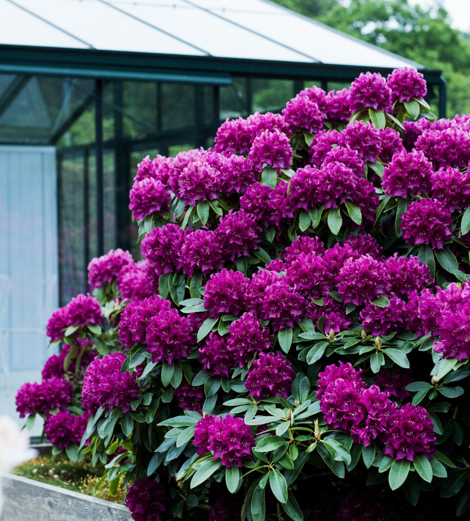 Rododendron.jpg
