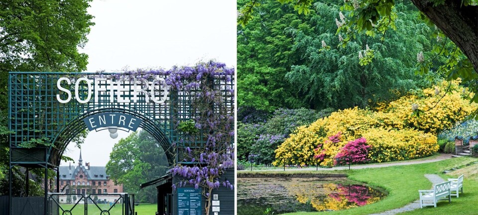 Et paradis med rhododendron: Besøg Sofiero Slotspark