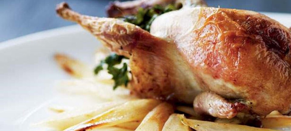 Vagtler på scorzonerødder