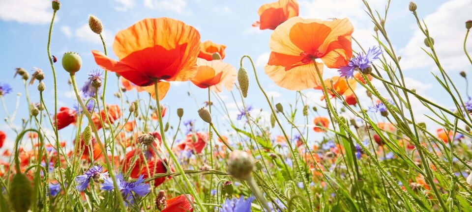 Vilde blomster i haven: Sådan får du en smuk blomstereng