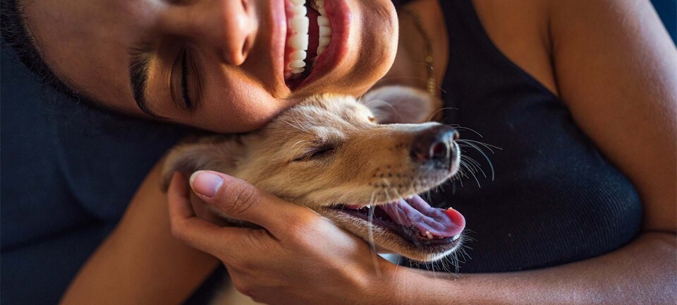Ny forskning: Her er beviset på, at din hund elsker dig