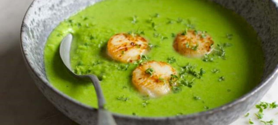 Ærtesuppe med stegte kammuslinger og karse