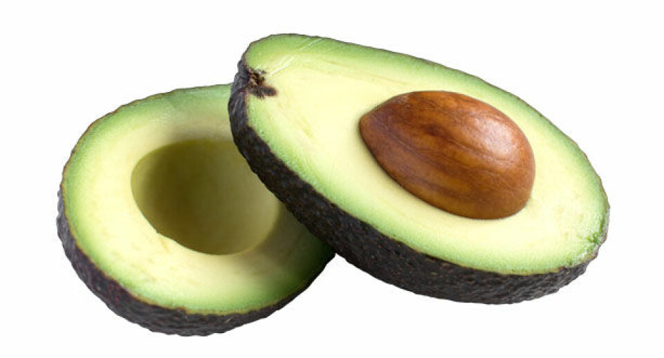 avocado.jpg