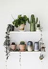 Grønt liv på hylden fra String med levende planter og en keramikkaktus fra Serax. Keramikvaser fra Studio Arhoj.