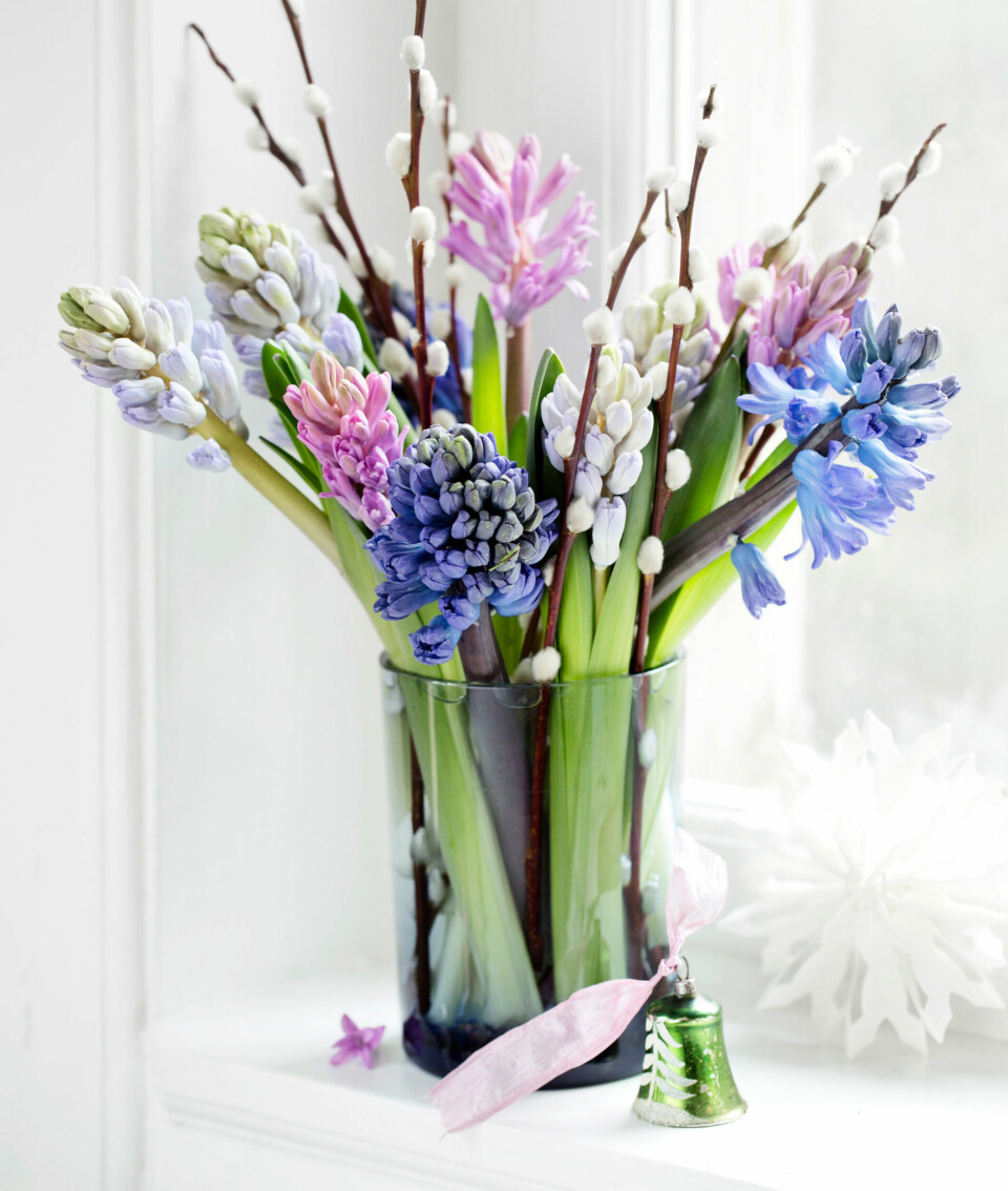 Hyacinter dufter fantastisk, og med blomster i blide pasteller er de skønne sammen med pilegrene med dunede, grå gæslinger.