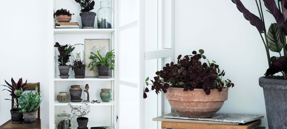 6 gode tip til dine stueplanter