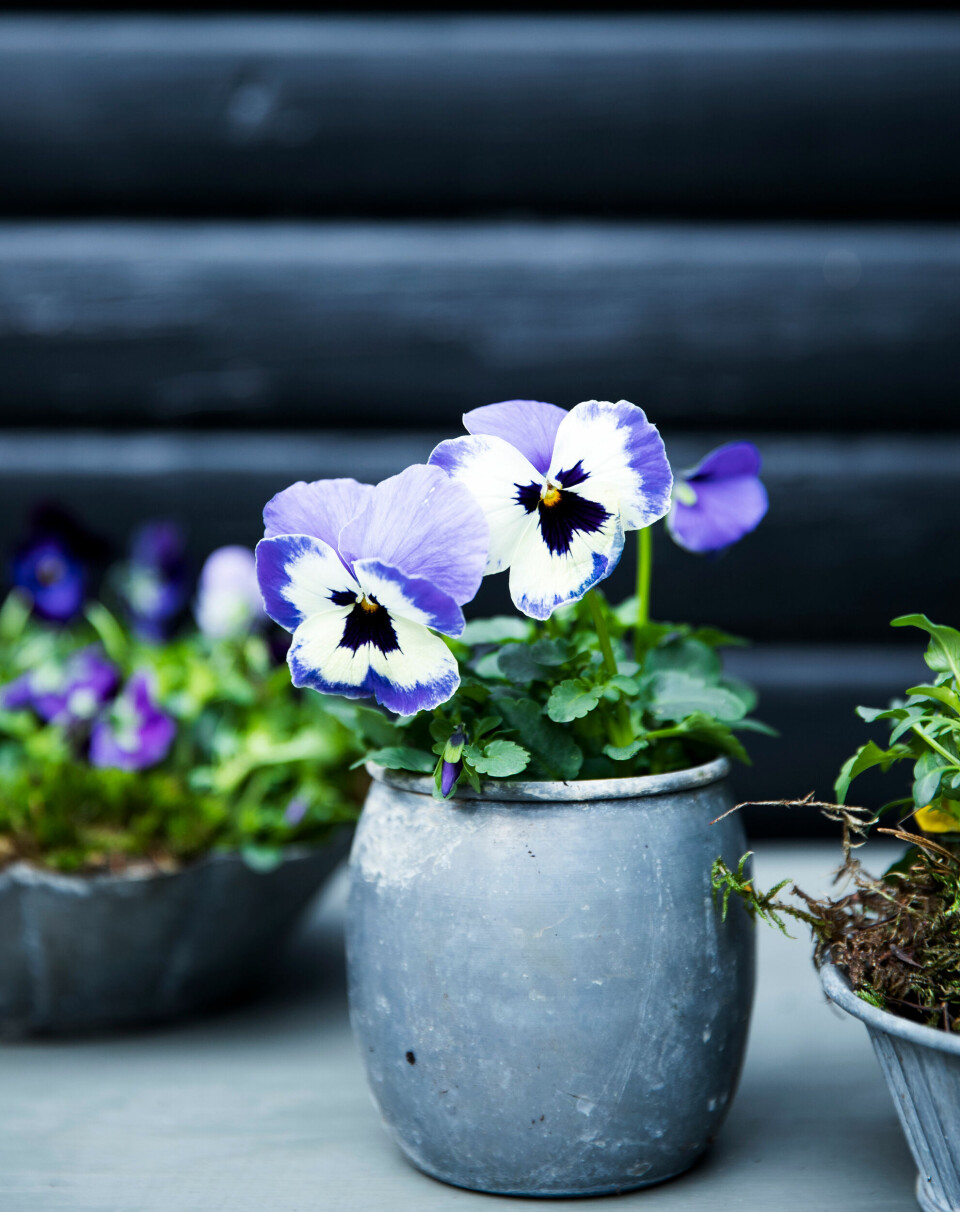 Flotte farvekombinationer