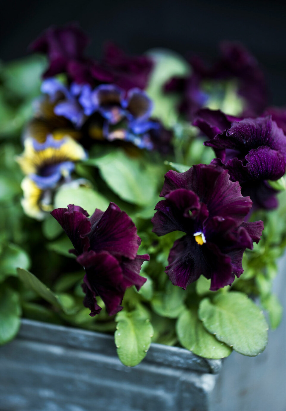 Spis_blomsterne_2.jpg