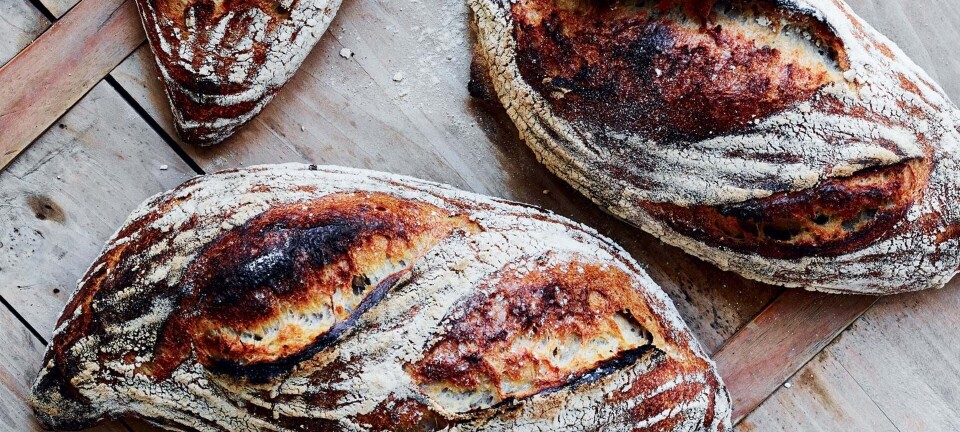 Levainbrød - skønt fransk surdejsbrød