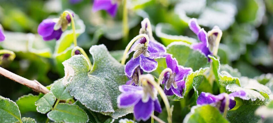 Her er blomsterne, der sagtens kan tåle lidt nattefrost