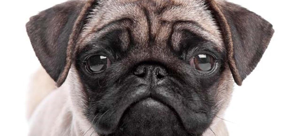 Er du klar til at få hund? 9 ting du skal vide, før du får dig en firbenet ven