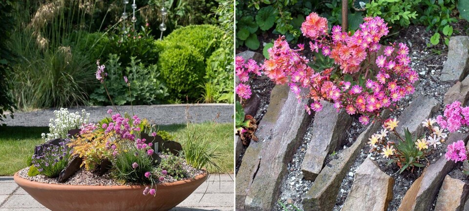Store sten i haven? Få inspiration og gode råd til at skabe en unik og smuk have